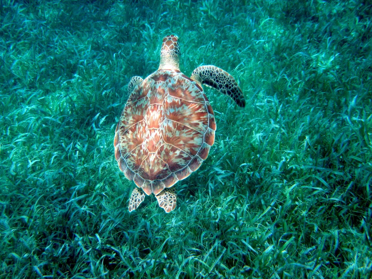 Green sea turtle gliding over coral reef formations at Hol Chan Marine Reserve off Caye Caulker Belize