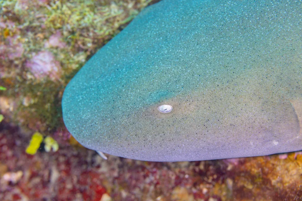 Nurse shark resting on sandy seafloor during Shark Ray Alley Belize snorkeling tour